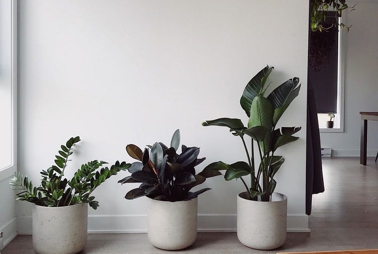 20 Feng Shui Plants and Their Importance in Interior Design