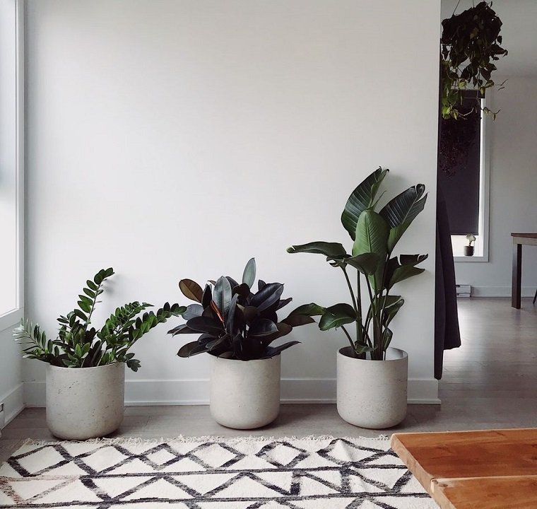 20 Feng Shui Plants and Their Importance in Interior Design