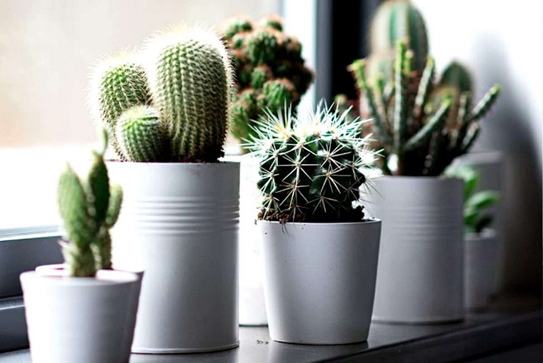 20 Feng Shui Plants and Their Importance in Interior Design