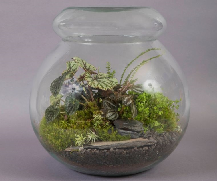 20 Ideas and Tips for Using Glass Terrariums in Your Home Decor