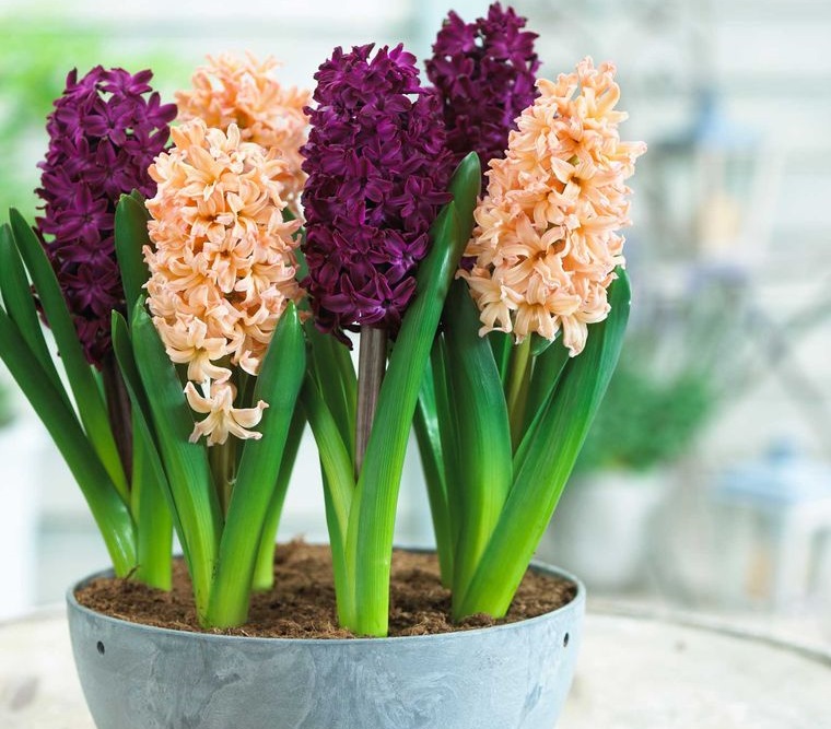 25 Ideas to Decorate and Scent Your Space in Spring With Hyacinth Flowers