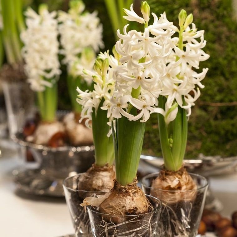 25 Ideas to Decorate and Scent Your Space in Spring With Hyacinth Flowers