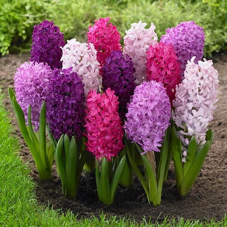 25 Ideas to Decorate and Scent Your Space in Spring With Hyacinth Flowers