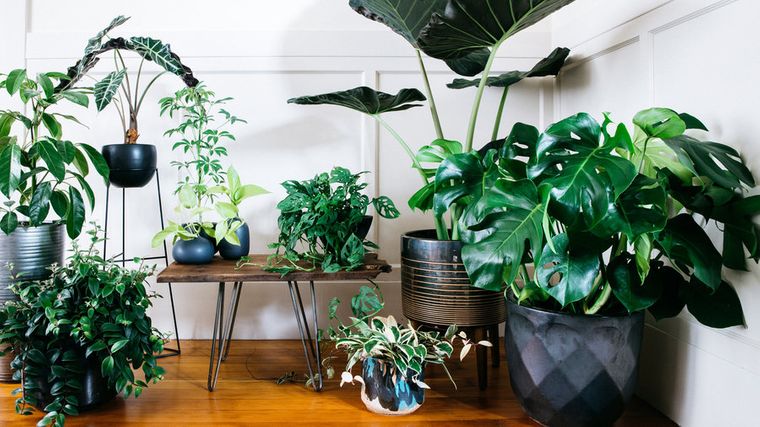 19 Ideas With The Most Popular And Beautiful Tropical Plants To Decorate Your Indoor Style Inspiration - Houseplant Decorating Ideas