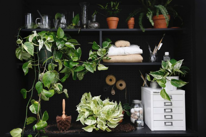 19 Ideas With the Most Popular and Beautiful Tropical Plants to Decorate Your Indoor