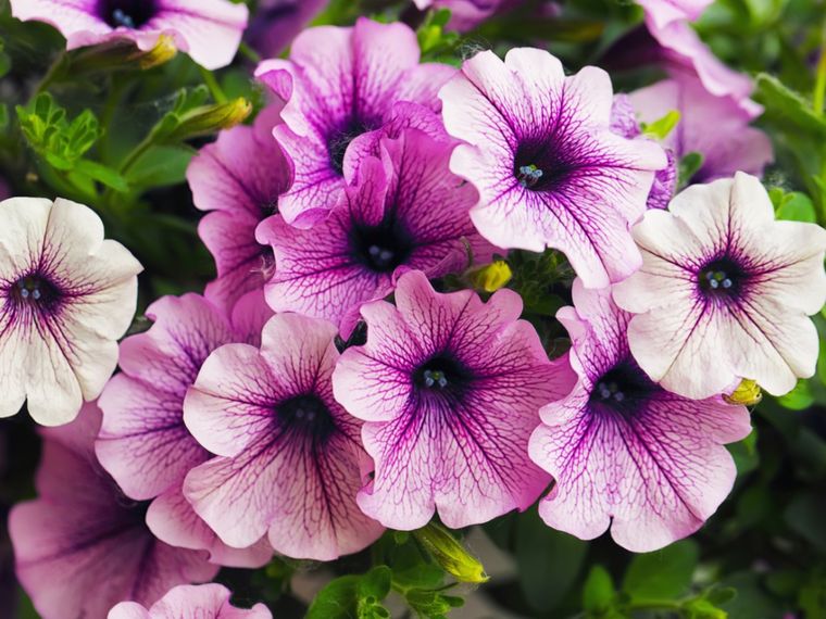 20 Sunshine Plants for a Beautiful and Colorful Summer Garden