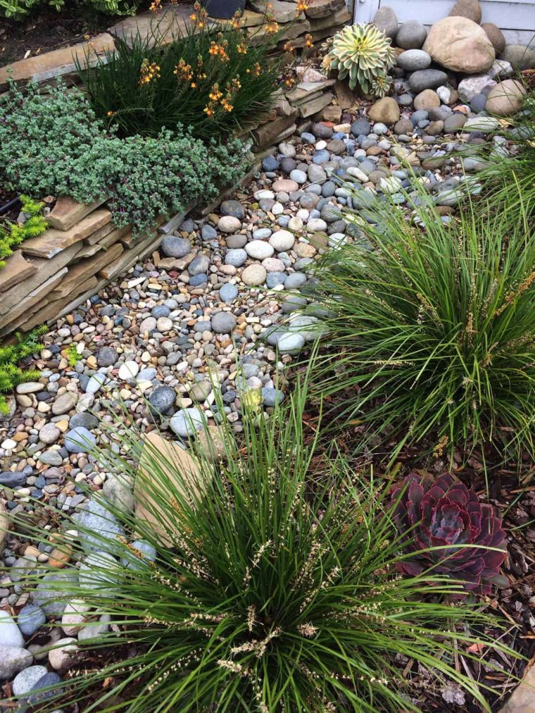 25 Ideas to Plant and Care for a Dry Garden