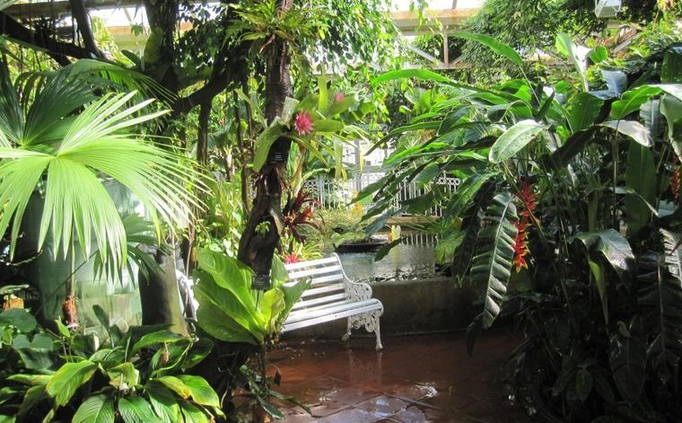 25 Simple Tips for Creating and Maintaining an Exotic Outdoor Space With Tropical Garden