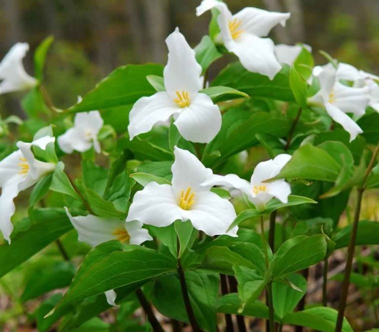 30 Perfect Shade Plants for Your Shady Patio or Garden