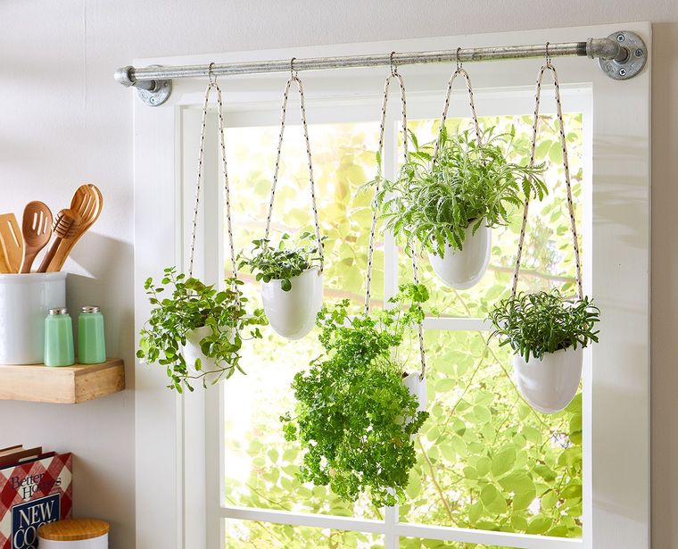20 Aromatic Herbs to Make Your Kitchen Full of Aroma and Flavor