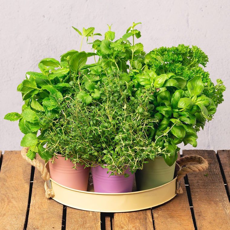 20 Aromatic Herbs to Make Your Kitchen Full of Aroma and Flavor