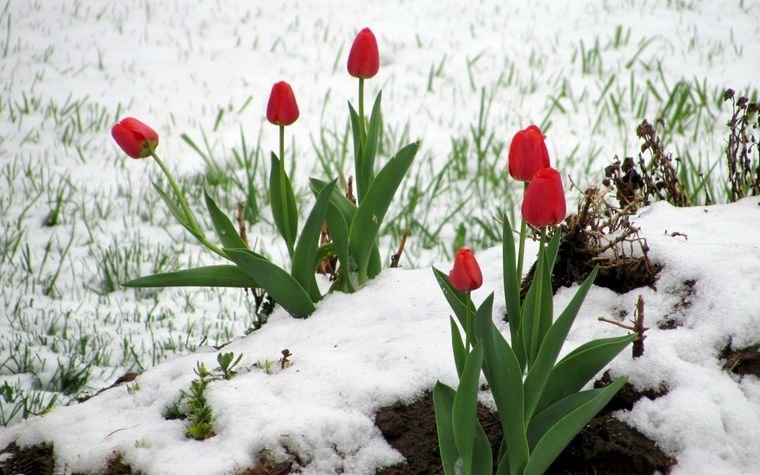 20 Ideas to Prepare the Garden and Keep It Happy in the Cold Season