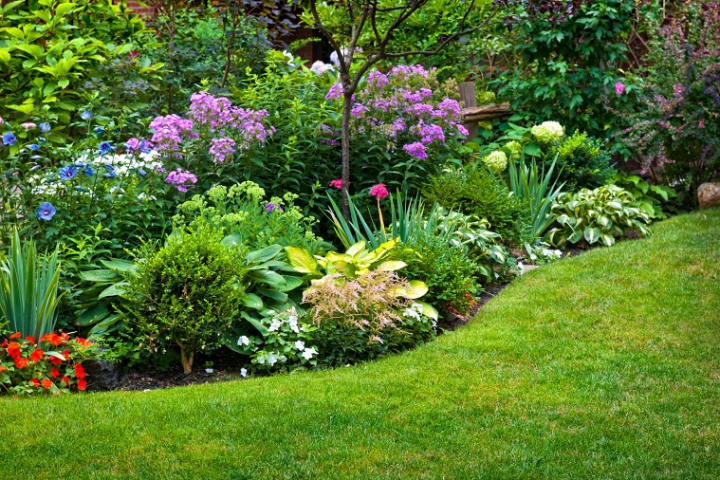 23 Perennial Flowers and Flowering Outdoor Plants for the Garden