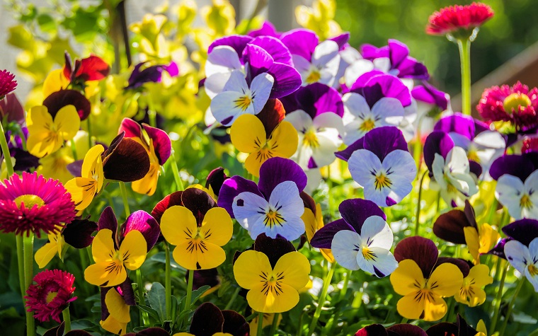 23 Perennial Flowers and Flowering Outdoor Plants for the Garden