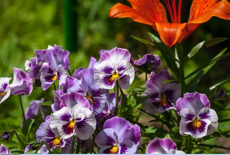 23 Perennial Flowers and Flowering Outdoor Plants for the Garden 23