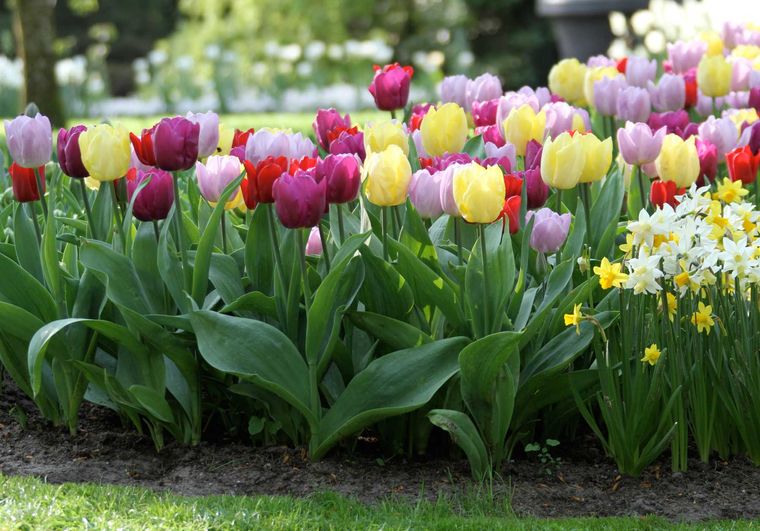 25 Spring Flowers to Give Life and Beauty to Your Garden