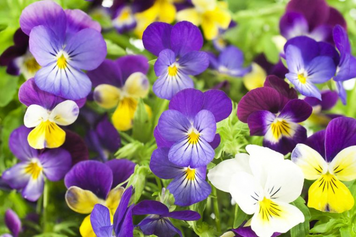 25 Spring Flowers to Give Life and Beauty to Your Garden