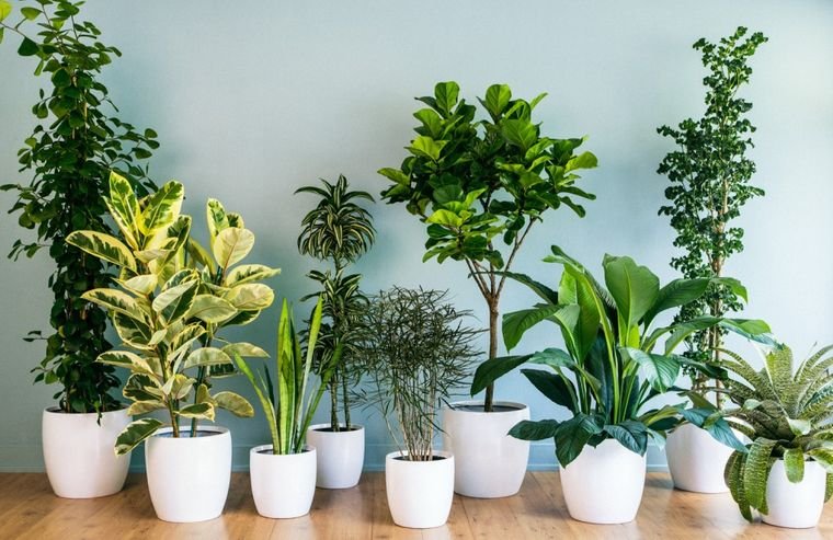 30 Perfect Air Purifying Plants for the Interior of Your Home