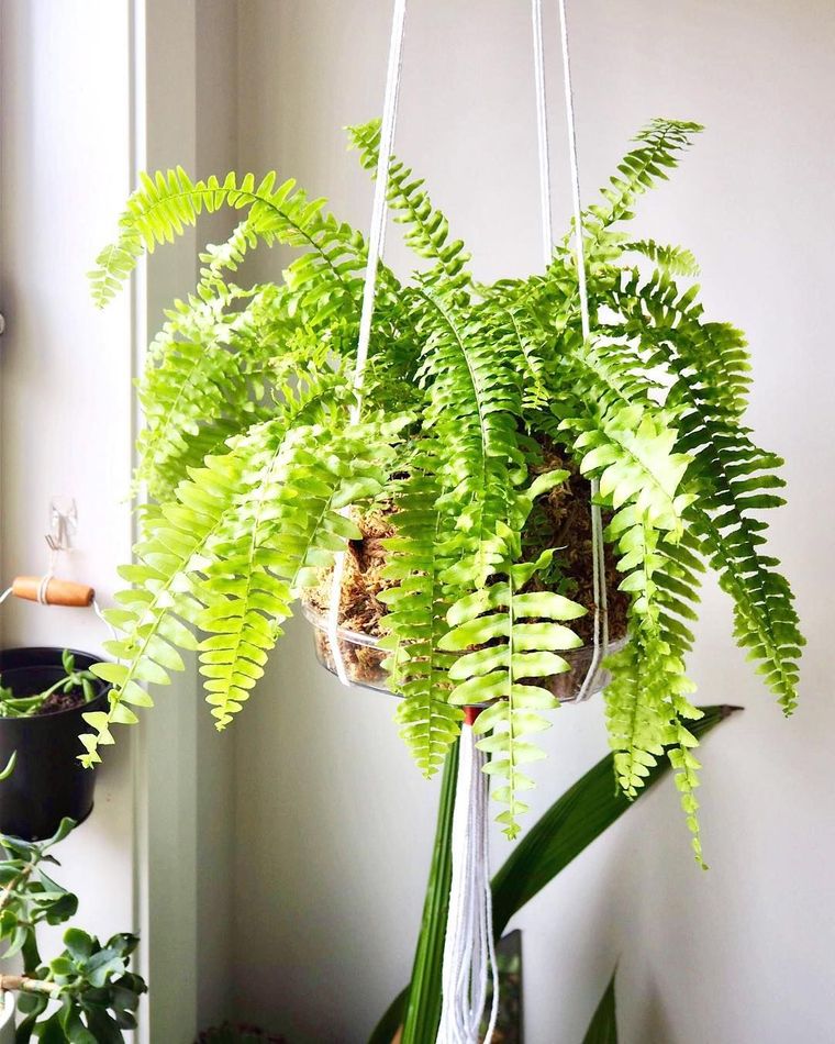 30 Perfect Air Purifying Plants for the Interior of Your Home