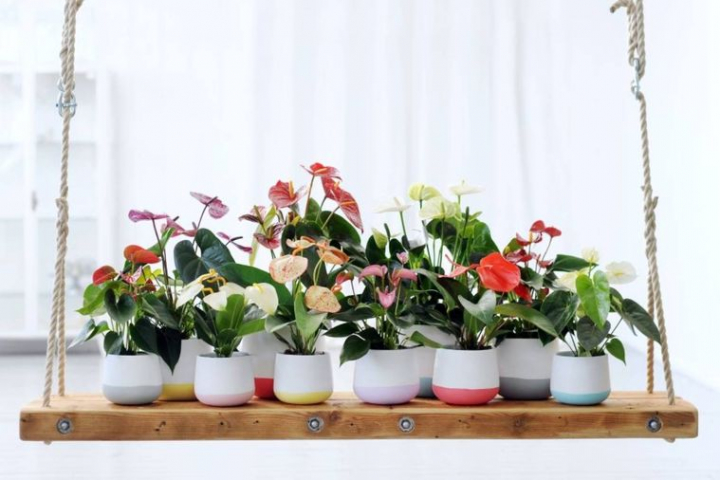30 Perfect Air Purifying Plants for the Interior of Your Home